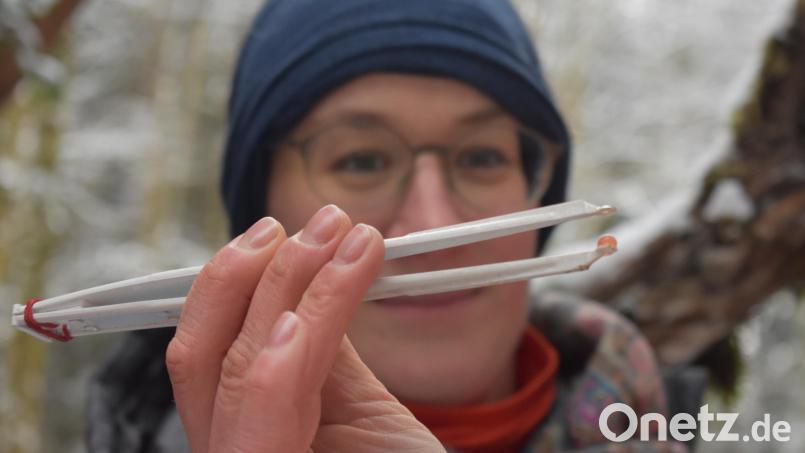 Winzig klein sind die Bachforelleneier, die im Januar in der Waldnaab und im Frombach an speziellen Plätzen in Brutboxen reifen. Nur mit sauberen Instrumenten dürfen sie berührt werden, damit keine Infektionen in die Brutbox kommen. Bild: lue