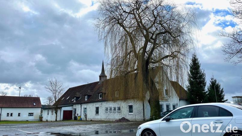 Im Frühjahr würde die Trauerweide auf dem DJK-Parkplatz ihre ganze Blätterpracht entfalten. Dazu wird es nicht mehr kommen. Die Riesen droht zu stürzen und wird deswegen in den kommenden Wochen gefällt. Bild: Gabi Schönberger