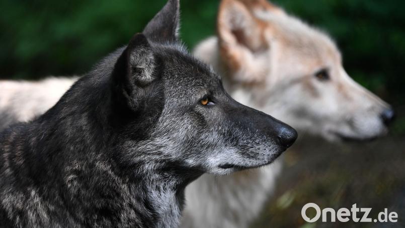 Die Wolfshybriden Raik (rechts) und Ronja streifen durch ein Freigehege im Alternativen Bärenpark in Thüringen. Symbolbild: Martin Schutt/dpa