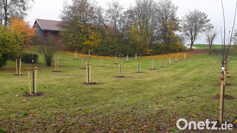Eine der Streuobstwiesen wurde in Rappenberg angelegt. Bild: Georg Pamler/exb