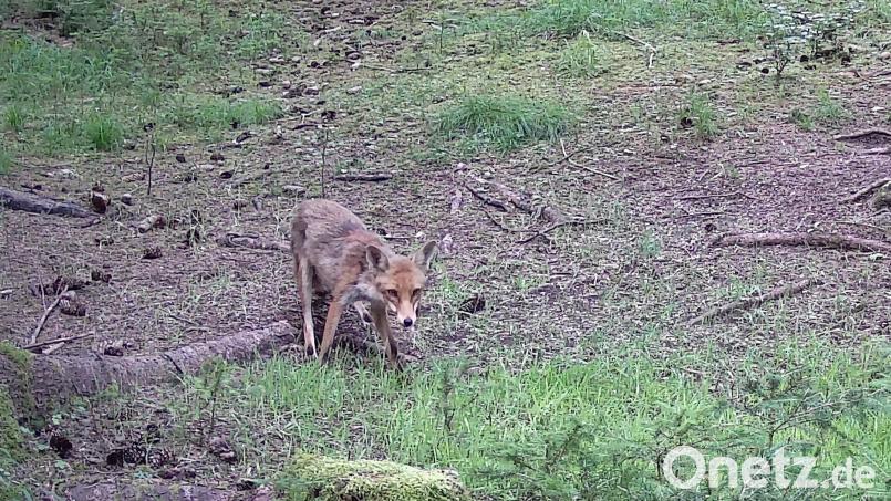 Wenn ein Fuchs in seiner natürlichen Umgebung auffällige Verhaltensweisen zeigt, kann er krank sein und zum Beispiel Staupe haben. Bild: ge