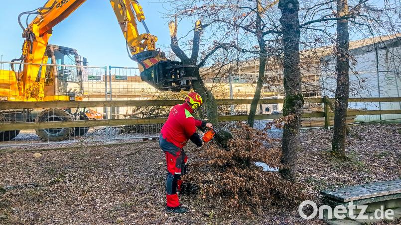 Am Montag wurden bereits die Bäume im ehemaligen Pausenhof der Jobst-vom-Brandt-Schule entfernt. Bild: fpoz