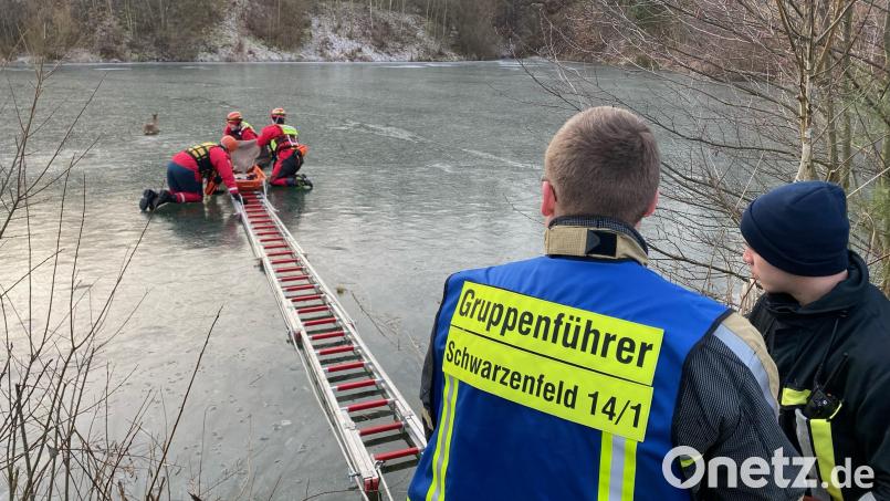 Die entscheidenden Momente am Montag Nachmittag: Die Retter der Wasserwacht bereiten sich vor, dem Reh eine Decke überzuwerfen, um es danach in die Schleifkorbtrage zu legen. Wichtig bei dem Einsatz ist die Steckleiter aus dem Löschfahrzeug. Bild: FF Schwarzenfeld/Fleischmann/exb