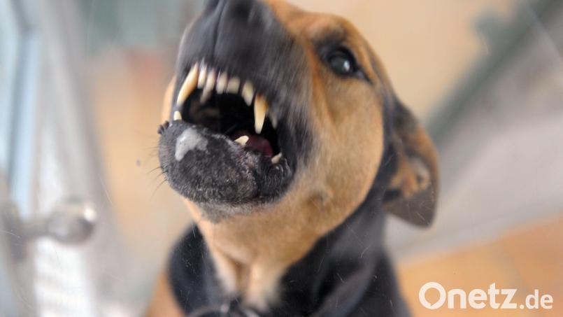 Eine 50-jährige Marktredwitzerin wurde am frühen Dienstagmorgen von einem nicht angeleinten Hund in die Wade gebissen. Symbolbild: Soeren Stache/dpa