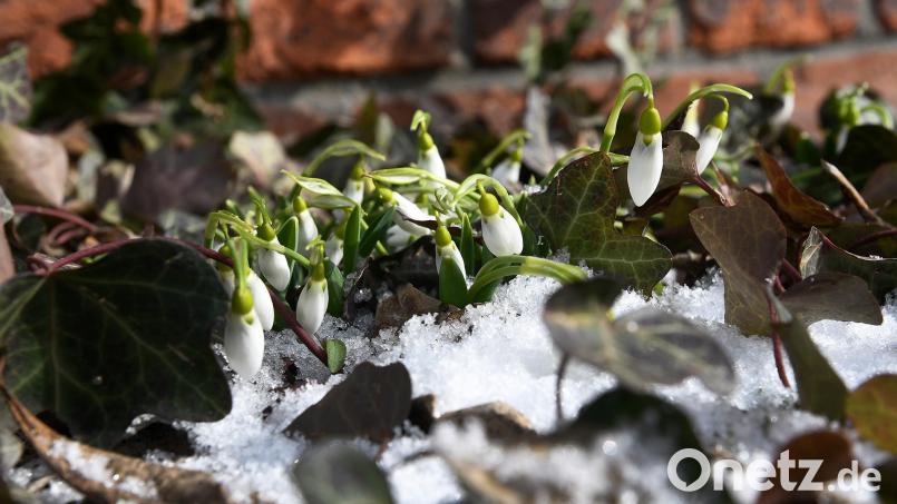 Schon fast ist der Frühling in Sicht - nur der Wind ist noch winterlich. Bild: Petra Hartl