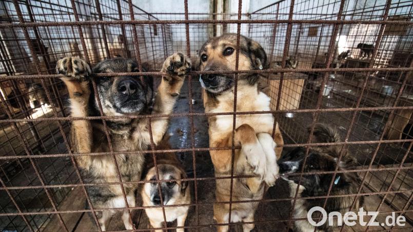 Jeder Hund habe ein Zuhause verdient, in dem es ihm gut geht, sagt Alexandra Demleitner, Mitglied im Tierschutzverein &quot;Straßenhunde Rumänien in Not&quot;. Gerade in Rumänien sei das oft nicht der Fall. Symbolbild: Michael – stock.adobe.com