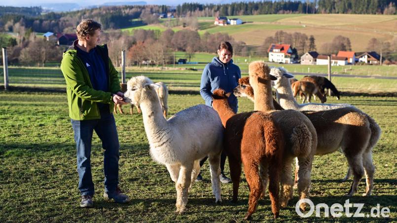 Feuchte Nasen und Zungen kitzeln auf der Handfläche, wenn Manuela und Andreas Kappauf mit Futter auf die Weide vor traumhafter Steinwaldkulisse kommen. Bild: Florian Miedl/fph