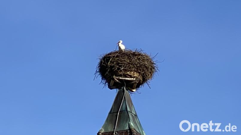 Der Storch hat vor wenigen Tagen wieder sein Quartier auf dem Horst der Nabburger Friedhofkirche bezogen. Bild: aub