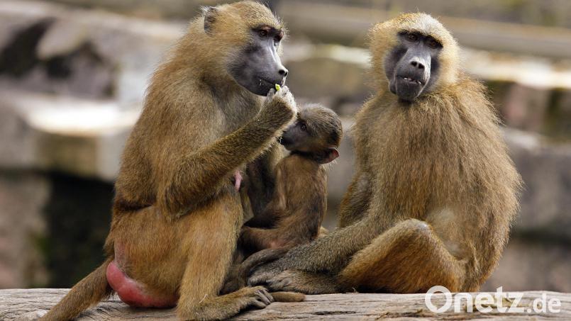 Eine Gruppe Paviane sitzt in ihrem Gehege im Tiergarten in Nürnberg. Bild: Daniel Karmann/dpa
