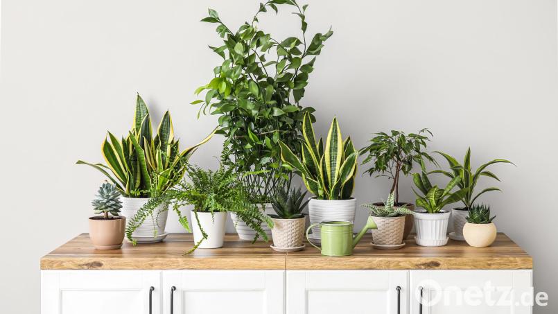 Floristmeisterin Melanie Schärtl ist überzeugt: Mit ein paar Tipps und Tricks ist die richtige Pflege von Zimmerpflanzen kinderleicht. Symbolbild: LEONID IASTREMSKYI/Pixel-Shot – stock.adobe.com