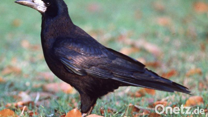 Eine Saatkrähe steht auf einem Feld. Besonders im Winter sind Saatkrähen in Schwärmen auf Wiesen und Feldern, manchmal sogar mitten in den Großstädten anzutreffen. Archivbild: Nagel/dpa