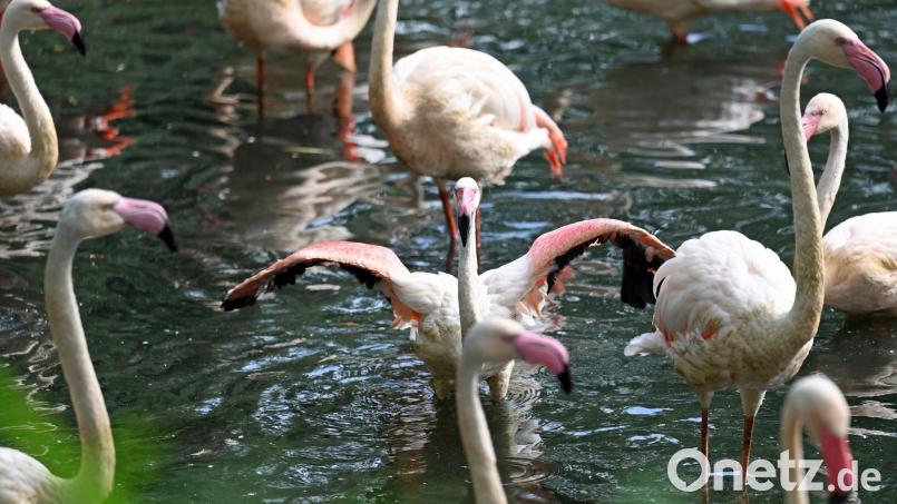 Im Berliner Zoo gibt es einige Flamingos - der älteste von ihnen, Ingo, ist nun gestorben. Bild: Jessica Lichetzki/dpa