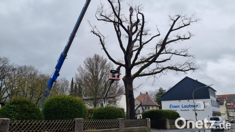 Circa 200 Jahre wurde die Eiche auf dem Grundstück der Familien Lautner und Lorenz alt. Wegen Pilzbefall musste er nun gefällt werden. Bild: kaz