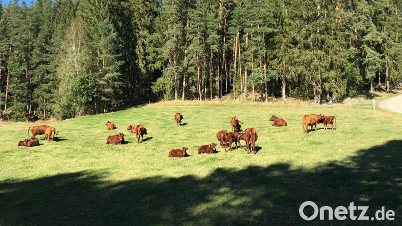 Das Foto zeigt eine Rotviehherde im Selbbachtal im Landkreis Wunsiedel, die einen neuen „Kümmerer“ via Kontaktanzeige sucht. Bild: Landratsamt Wunsiedel/dpa