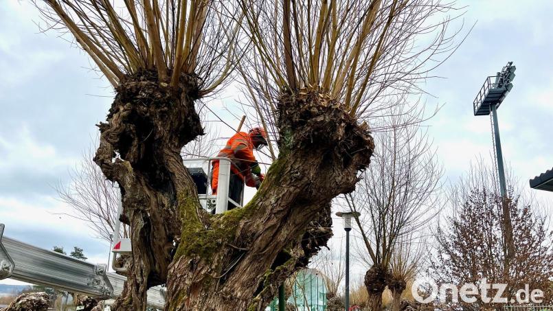 Mit Hilfe einer Hubarbeitsbühne gelangen die Arbeiter der Stadtgärtnerei Weiden an die Zweige der großen Kopfweiden. Bild: Gabi Schönberger