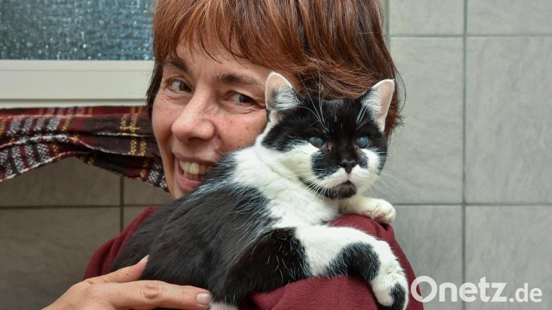 Katzen, die ins Tierheim kommen, sind selten kerngesund. Oft haben sie Parasiten oder Katzenschnupfen, manchmal bleiben Schäden zurück. Tierschützer fordern deswegen eine Kastrationspflicht. Auch Ingrid Mallmann würde diese befürworten. Bild: Stephan Huber