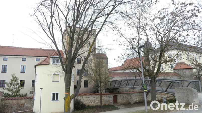 Um diese beiden Bäume geht es: Eine Esche und eine Hainbuche müssen wegen der Sanierung des Basteistegs gefällt werden. Bild: Bernhard Frank, Stadt Amberg/exb