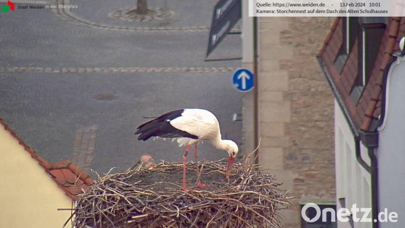 Der Storch ist zurück in Weiden. Es handelt sich um ein Männchen, und es wird nun viel jagen und - wenn es hier bleibt - den Horst für die kommende Brutsaison einrichten. Screenshot: Storchen-Webcam Stadt Weiden
