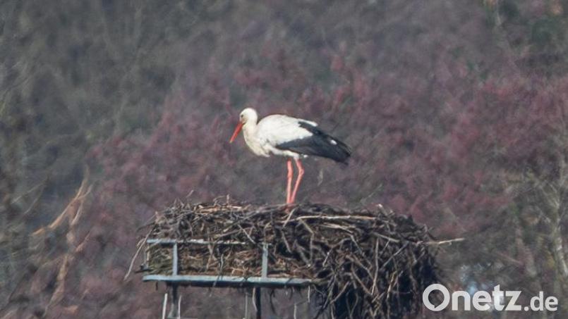Der Storch ist zurück in Kemnath. Hobbyfotograf Norbert Vetter hat diesen Moment mit seiner Kamera festgehalten. Bild: Norbert Vetter/exb