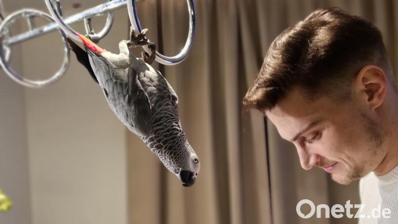 Das Papageien-Weibchen Sasha war ein fester Bestandteil der Familie Caly. Der erst drei Jahre alte Vogel sei immer zum Scherzen aufgelegt gewesen, sagt Besitzerin Maria Caly. Hier beobachtet Sasha Marias Verlobten bei der Küchenarbeit. Bild: Maria Caly