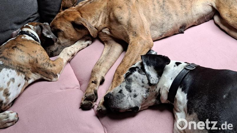 Seit ihrer Rückkehr verbringen die Deutschen Doggen Klausi und Angie viel Zeit mit ihrem Welpen Bella auf dem Sofa. Bild: Linsmeier/exb
