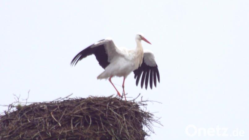 Der Storch in Immenreuth ist da. Bild: bkr