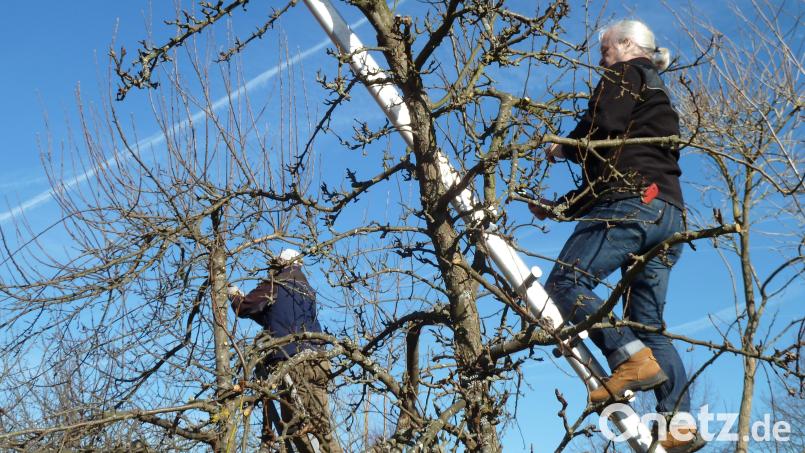 Der Obstbaumschnitt im Frühling steht bevor. Viele Gartenbauvereine, wie hier im Bild der OGV Oberviechtach, bieten Kurse auch für Nichtmitglieder an. Archivbild: Portner