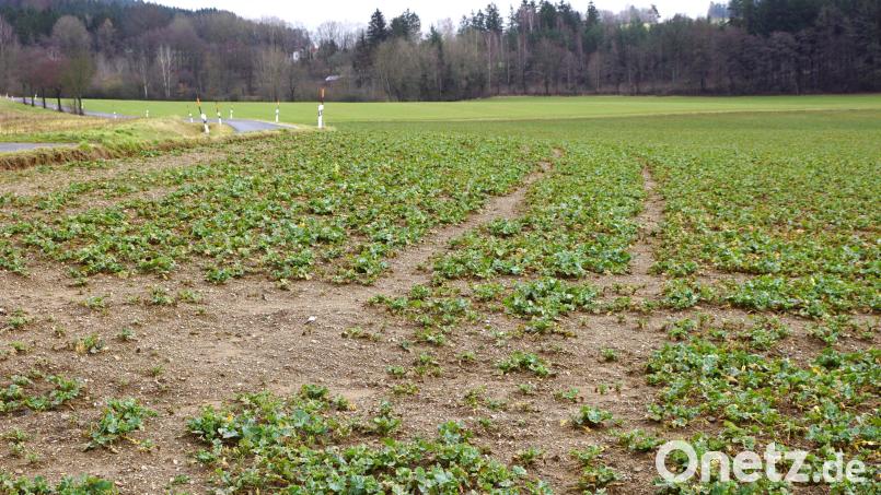 18 Hektar groß ist die vorgesehene Fläche für eine Freiflächen-Photovoltaikanlage. Sie befindet sich rechts der Straße zwischen dem Waldsee und Lenau. Bild: bkr