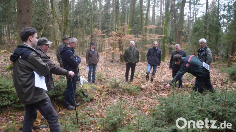 Revierförster Lukas Rupprecht (rechts) zeigt auf, wie die Aufnahme für das Gutachten erfolgt. Forstdirektor Gerhard Hösl (Zweiter von rechts) bezeichnet das Verbissgutachten als Basis für eine Naturverjüngen der Wälder. Bild: fz