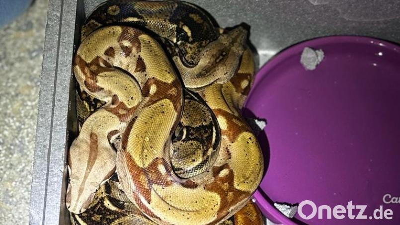 Diese beiden Boa Constrictor wurden im Schwandorfer Tierheim abgegeben. Bild: Polizeiinspektion Schwandorf/exb
