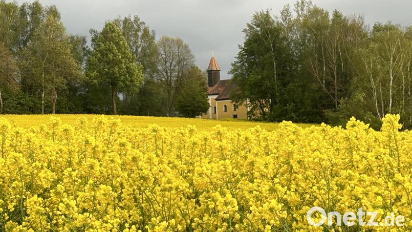 Die blühenden Rapsfelder sind eine sehr gute Bienenweide und maßgeblich für den Erfolg einer Honigernte für die Imker. Archivbild: dob