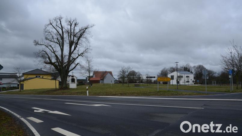 Der Schutzengelbaum muss erhalten werden. Das fordert Sonja Reichold (Grüne) in der Marktgemeinderatssitzung. Bild: bey