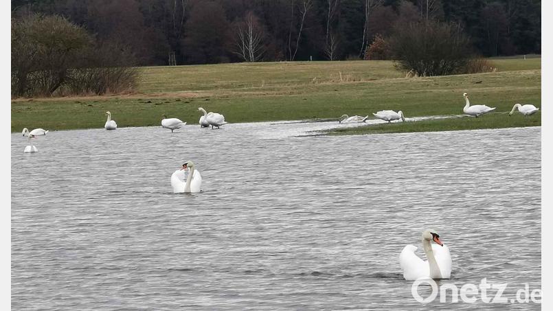 Ein seltener Anblick auch im vogelreichen Pfrentschweihergebiet: zwölf Höckerschwäne auf einen Streich. Bild: gz