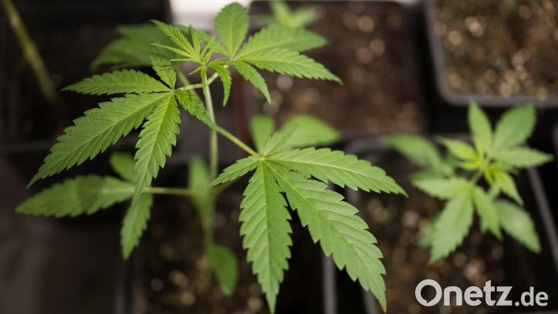 Eigenanbau und Besitz bestimmter Mengen sollen für Volljährige vom 1. April an erlaubt sein. Zum 1. Juli sollen Clubs zum nicht-kommerziellen Anbau möglich werden. Bild: Sebastian Christoph Gollnow/dpa