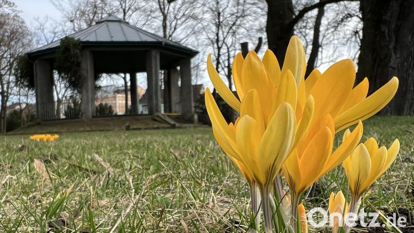 Endlich wird&#039;s wieder ein bisschen bunter draußen: Im Englischen Garten in Amberg blühen die Krokusse. Bild: Heike Unger
