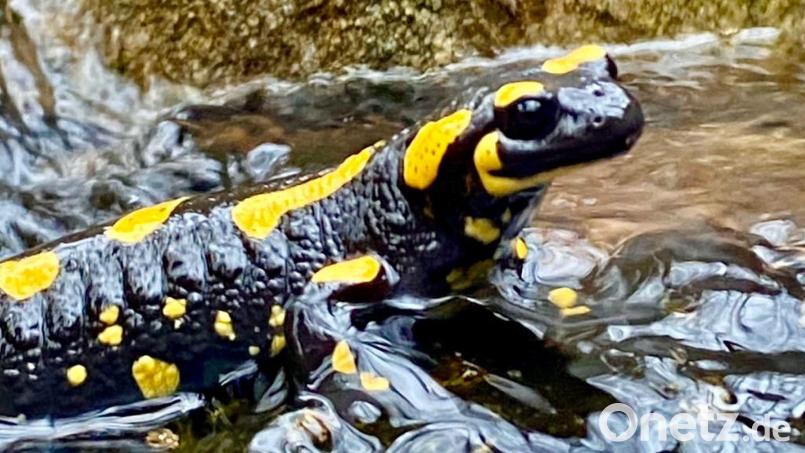 Ein Feuersalamander aus dem Naabgebirge: Feucht und kühl mag es der Lurch am liebsten. Am besten auch menschenleer. Bild: gri