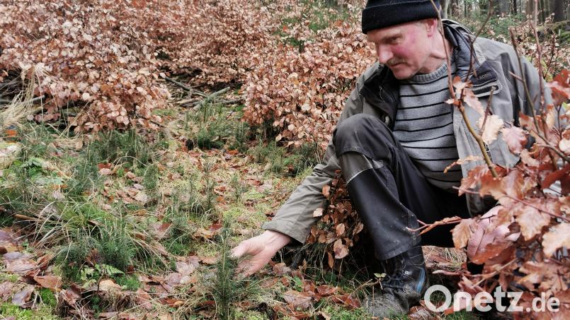 Hier klappt die Naturverjüngung nicht: Im Frauensteiner Wald von Hans Sorgenfrei aus Gaisthal sind alle kleinen Fichten und auch viele Buchen vom Rehwild verbissen. Bild: Portner