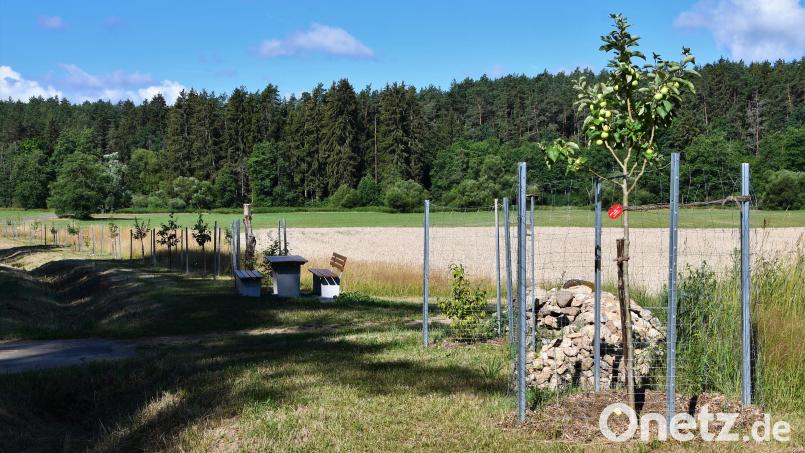 So kann die künftige Streuobstwiese bei Kößing einmal aussehen. Archivbild: Christian Maier/exb