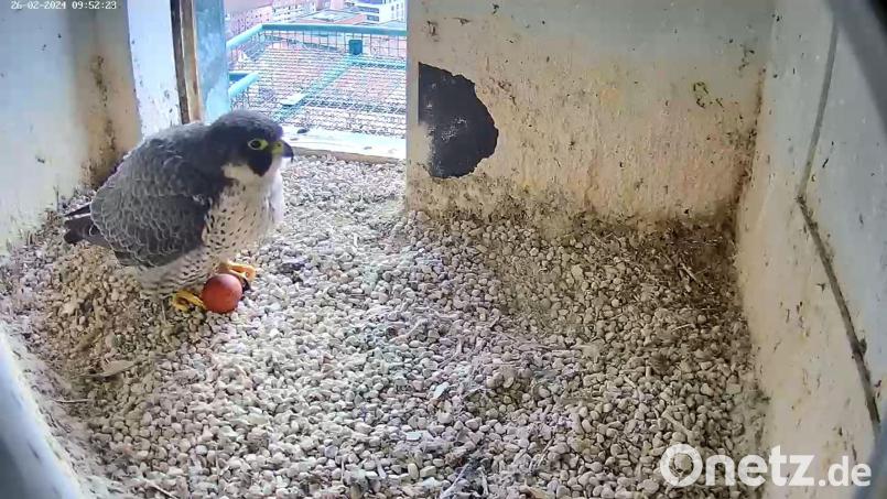 Ein Screenshot aus einem Video einer Webcam zeigt einen Wanderfalken mit einem Ei. Bild: -/Lebensraum Burg/Regierung von Mittelfranken/dpa