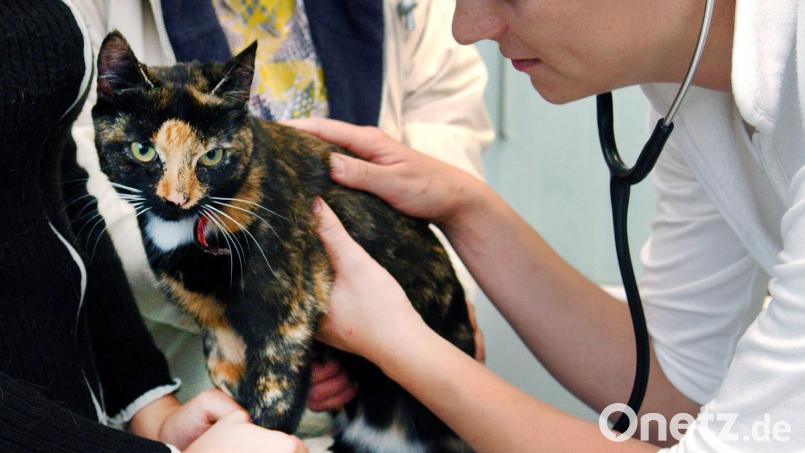 160 bis 200 Euro kostet es, eine Katze zu sterilisieren, 110 bis 120 Euro die Kastration eines Katers. Symbolbild: Patrick Pleul/Zentralbild/dpa