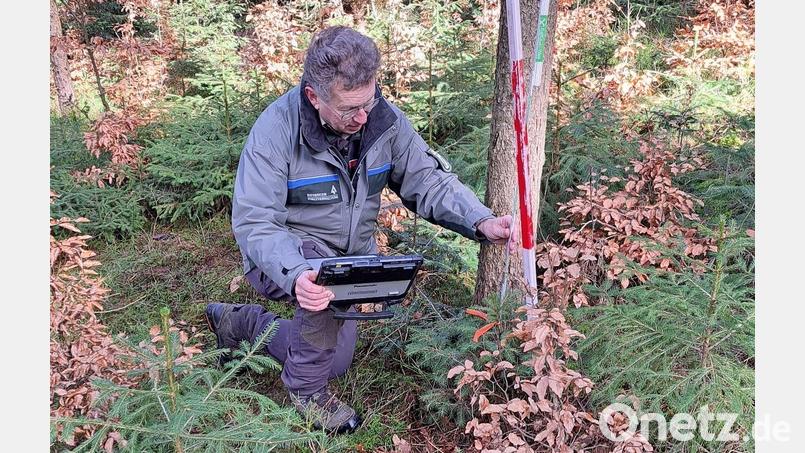 Förster Hubert Amode begutachtet bei der Auftaktversammlung zum Vegetationsgutachten eine Waldverjüngung. Bild: wel