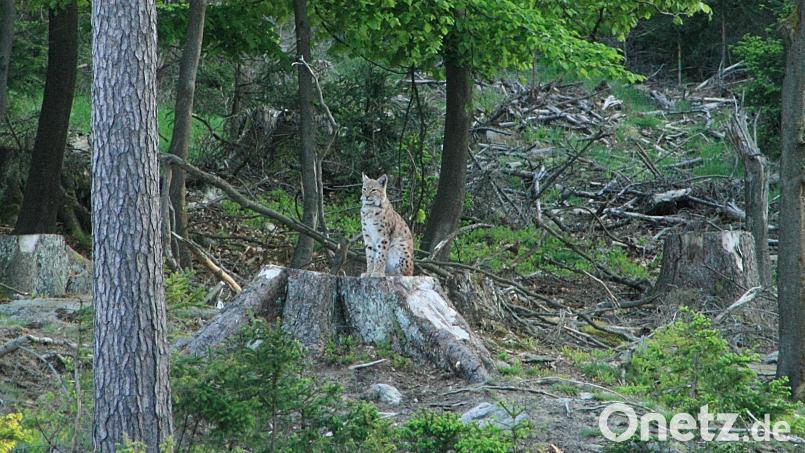 Seit 2016 leben im Steinwald wieder Luchse. Die Tiere sind offensichtlich gut durch den Winter gekommen. Im Bild ein Luchs-Männchen auf einem Baumstumpf im Steinwald. Bild: Landesamt für Umwelt/exb