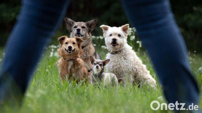 Peter Popps Hunde-Rasselbande: &quot;Bitte recht freundlich!&quot; Bild: Nicole Gräf Kulmbach