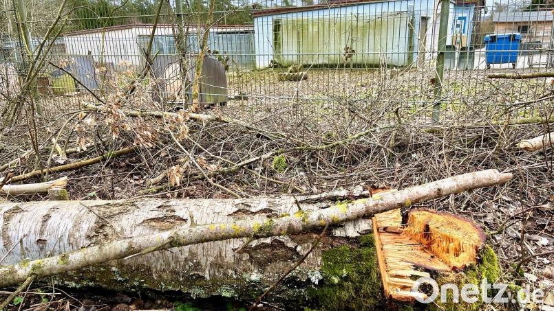 Die ersten Bäume sind gefällt. Direkt neben dem alten Weidener Tierheim (Hintergrund) entsteht nun ein neues Zuhause für heimatlose Tiere aus Weiden und dem Landkreis Neustadt. Läuft alles nach Plan, soll es der Neubau schon in einem Jahr fertig sein. Bild: Gabi Schönberger