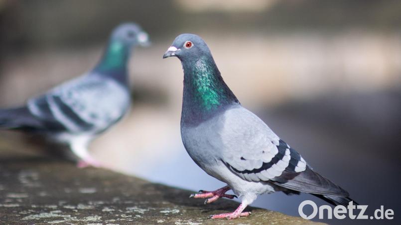 Mit Steinwürfen wurde eine Taube am Schwandorfer Blasturm getötet. Die Tierrechtsorganisation hat nun eine Belohnung für Hinweise ausgesetzt, die zum Täter führen. Symbolbild: Julian Stratenschulte