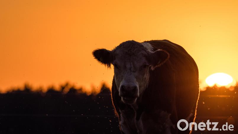 Das Besamungsunternehmen RiverGen hat 206.000 Euro für einen Bullen bezahlt. Symbolbild: Frank Hammerschmidt