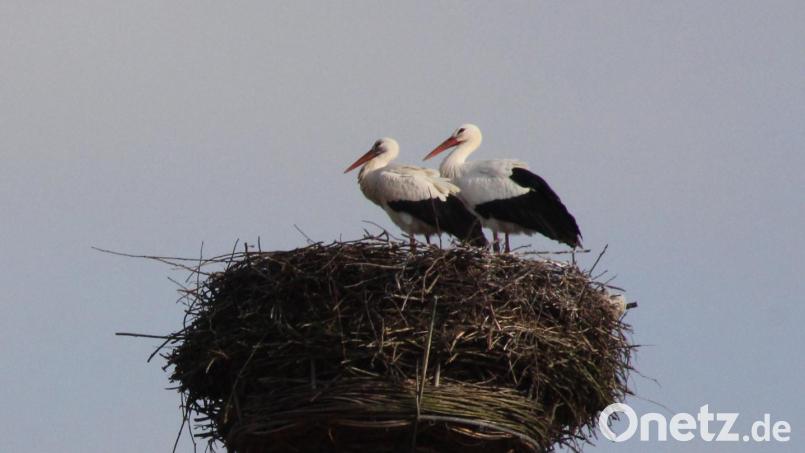 Die beiden Störche sind eingetroffen, bereits Ende März kann mit Nachwuchs gerechnet werden. Bild: frd