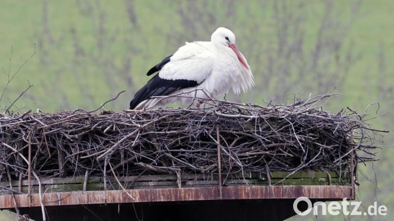 Ein bisschen Posieren muss nach der Winterrückkehr schon sein: Das Männchen des Flosser Storchenpaares hat am Mittwochmittag wieder den 17 Meter hohen Masten bei der Spezialtiefbaufirma Gollwitzer in Beschlag genommen. Bild: lst/exb