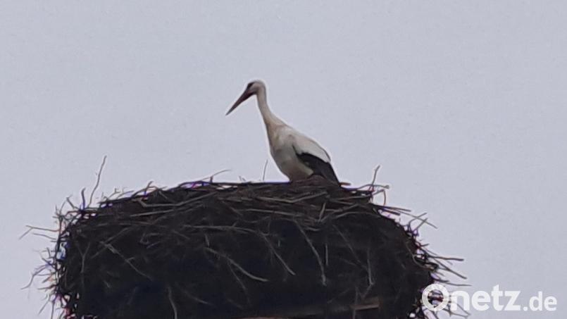 Storch &quot;Rudi&quot; ist wieder zurück in Mehlmeisel. Bild: gis