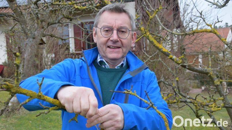 Viel Freizeit verbringt er in seinem Garten. Aus dem ehemaligen Bürgermeister Josef Gilch ist ein begeisterter Apfelsortensammler geworden. Am Sonntag, 3. März feiert er seinen 65. Geburtstag. Bild: bö